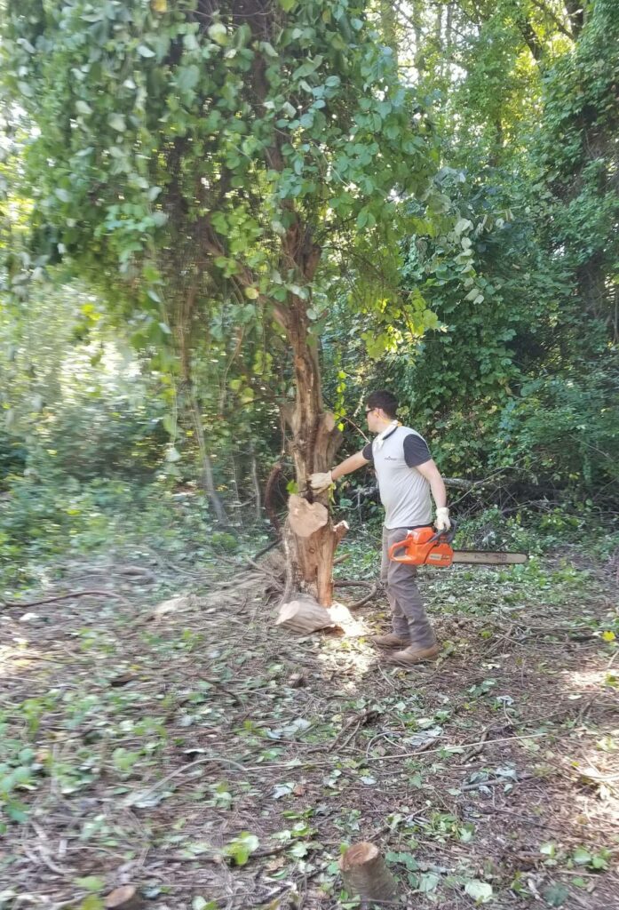 Shoreline-Pro tree trimming