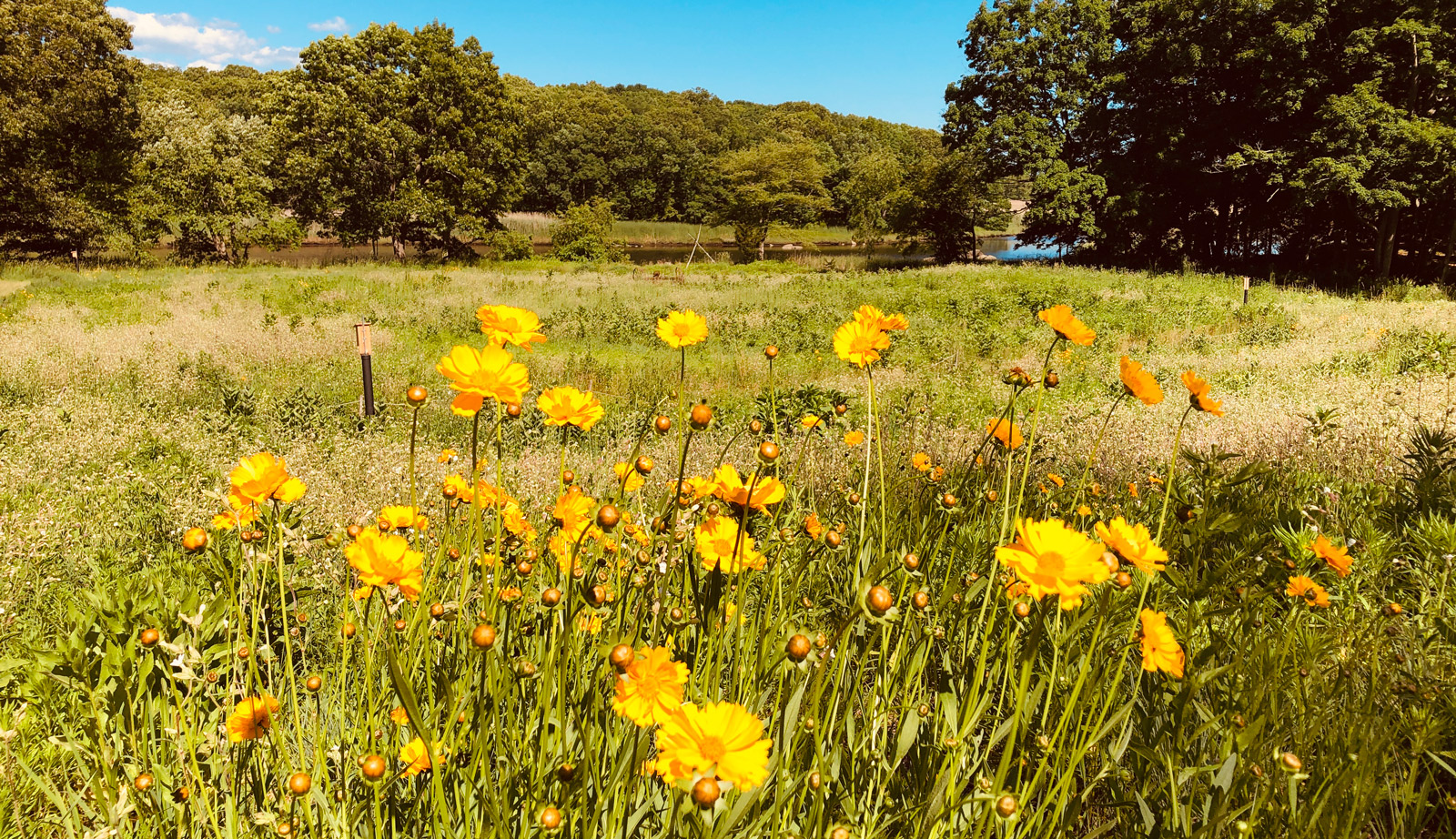 Madison Rettich preserve wild yellow flowers overlooking the Hammonasett River