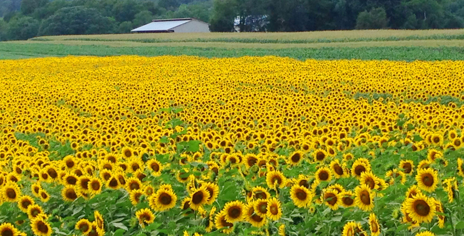 North Branford Landscape filled with Sunflowers