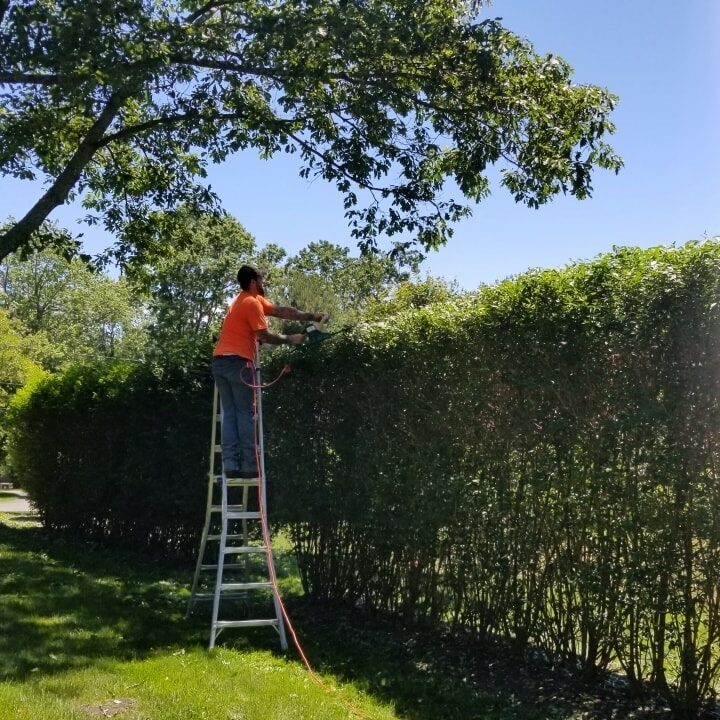 Shoreline-Pro Landscaping services include trimming hedges